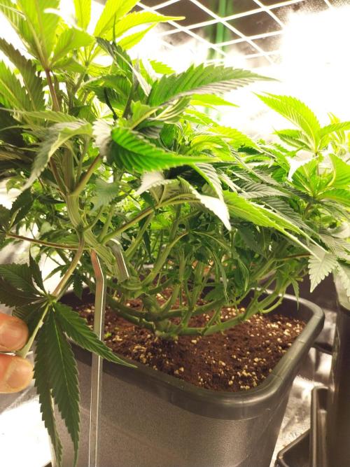 White coconut pie. Week 6