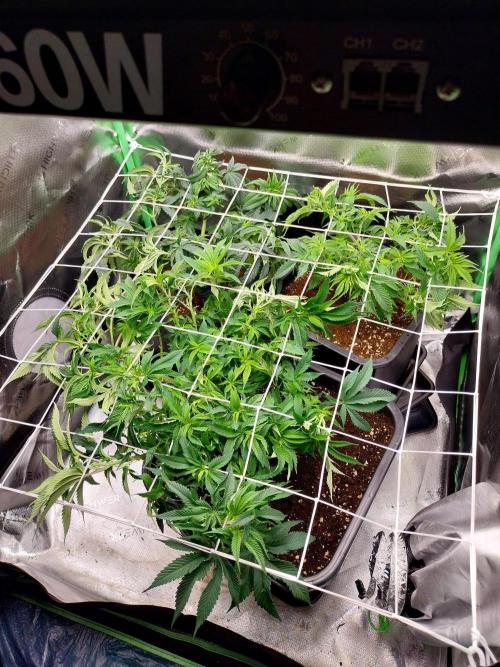 White coconut pie. Week 6