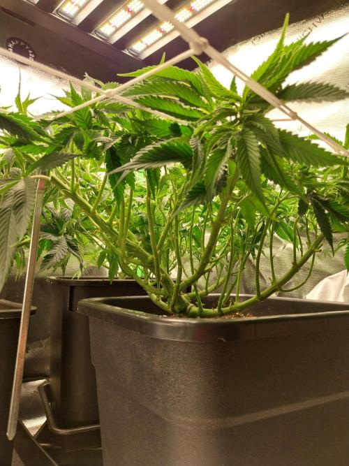 White coconut pie. Week 6