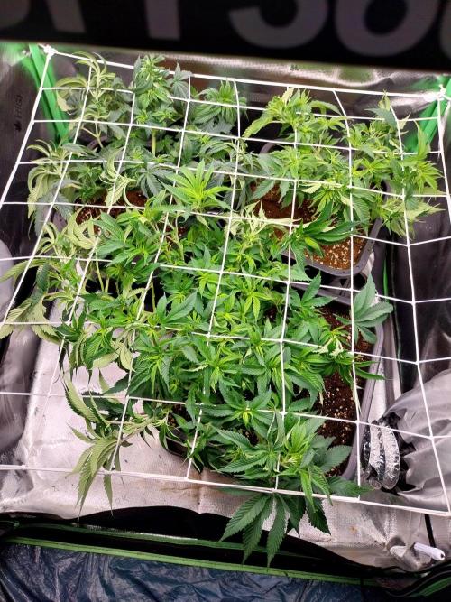 White coconut pie. Week 6