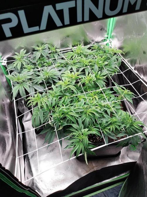 White coconut pie. Week 6