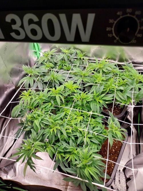 White coconut pie. Week 6