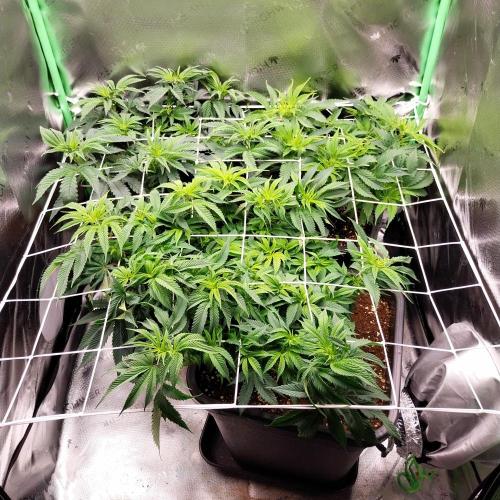 White coconut pie. Week 6