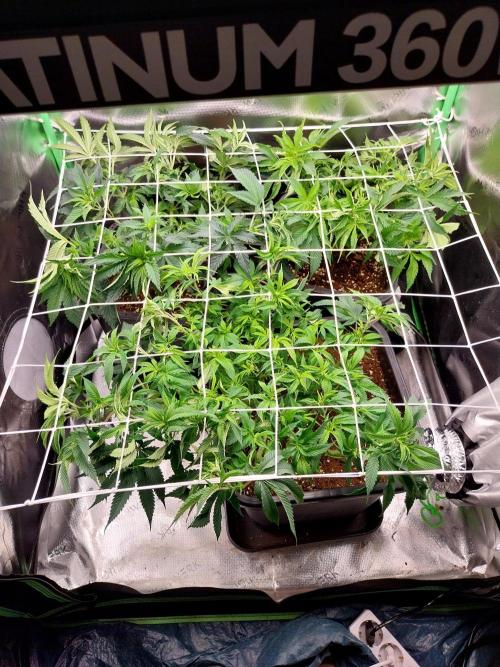 White coconut pie. Week 6