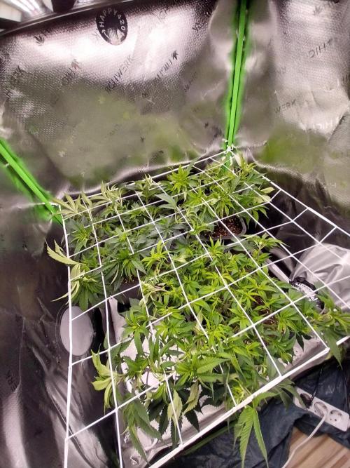 White coconut pie. Week 6