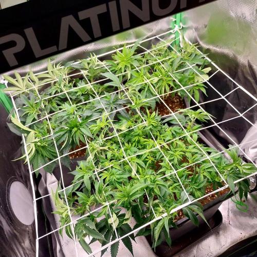 White coconut pie. Week 6
