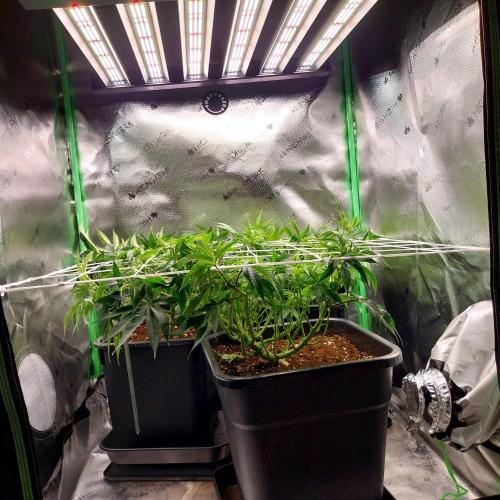 White coconut pie. Week 6