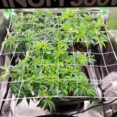White coconut pie. Week 6