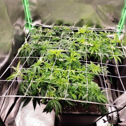 White coconut pie. Week 6