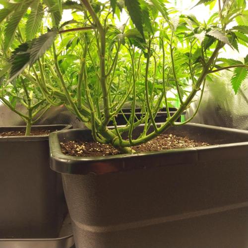 White coconut pie. Week 6