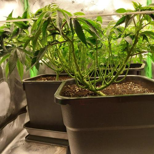 White coconut pie. Week 6