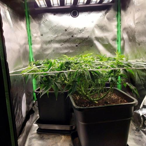 White coconut pie. Week 6