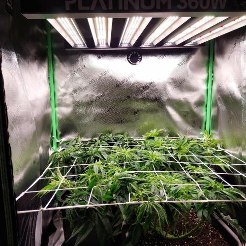 White coconut pie. Week 6