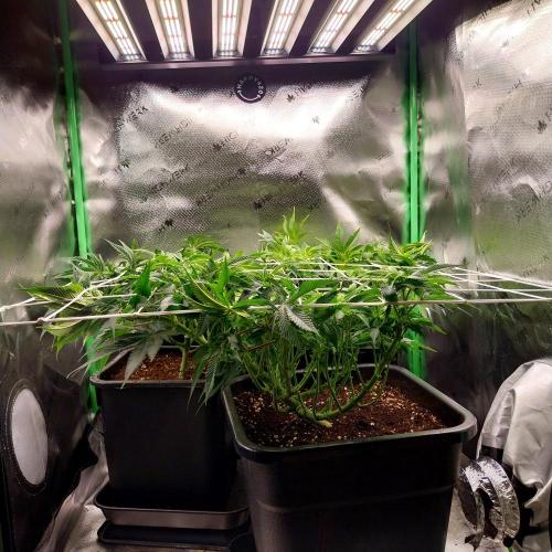 White coconut pie. Week 6