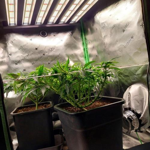White coconut pie. Week 6