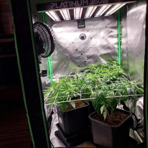 White coconut pie. Week 7