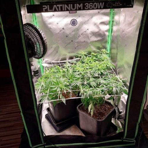 White coconut pie. Week 7