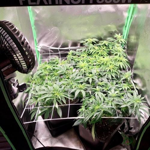 White coconut pie. Week 7