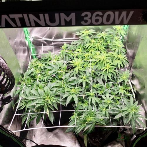 White coconut pie. Week 7