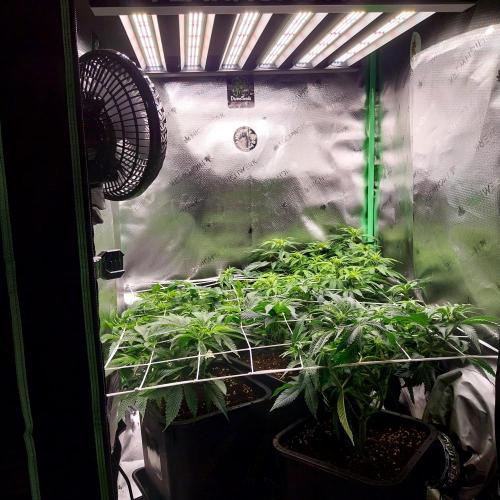 White coconut pie. Week 7