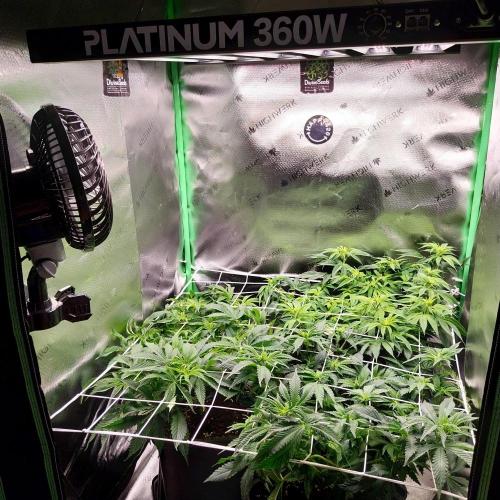 White coconut pie. Week 7