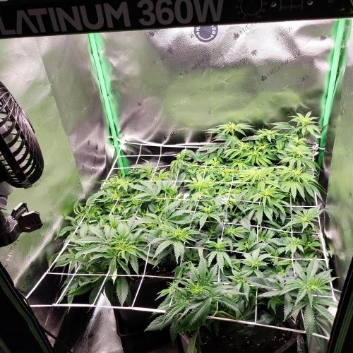 White coconut pie. Week 7