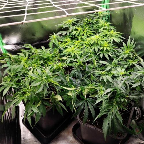 White coconut pie. Week 7