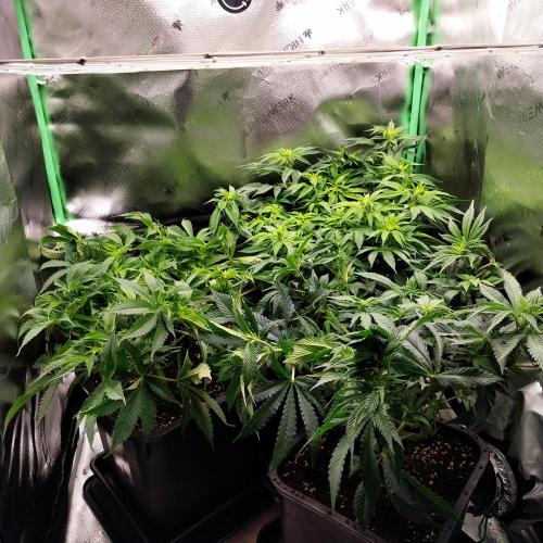 White coconut pie. Week 7