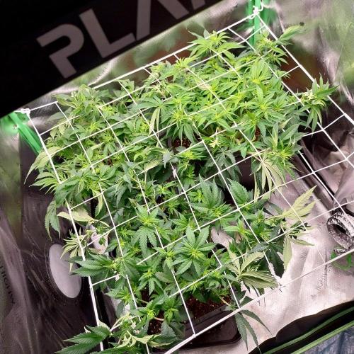 White coconut pie. Week 7