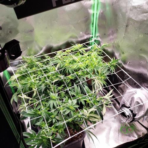 White coconut pie. Week 7