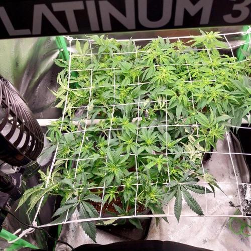 White coconut pie. Week 7