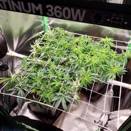 White coconut pie. Week 7
