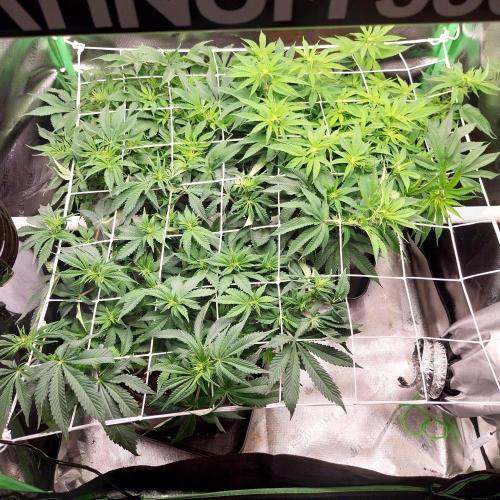 White coconut pie. Week 7