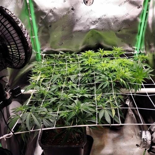 White coconut pie. Week 7