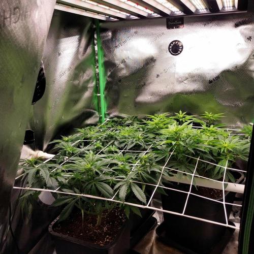 White coconut pie. Week 7