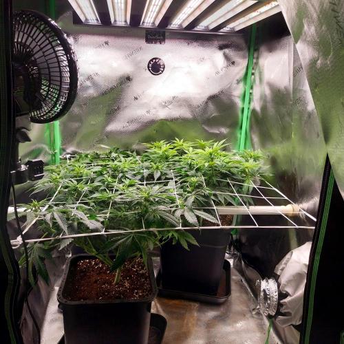 White coconut pie. Week 7