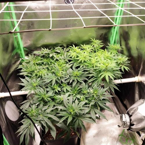 White coconut pie. Week 7