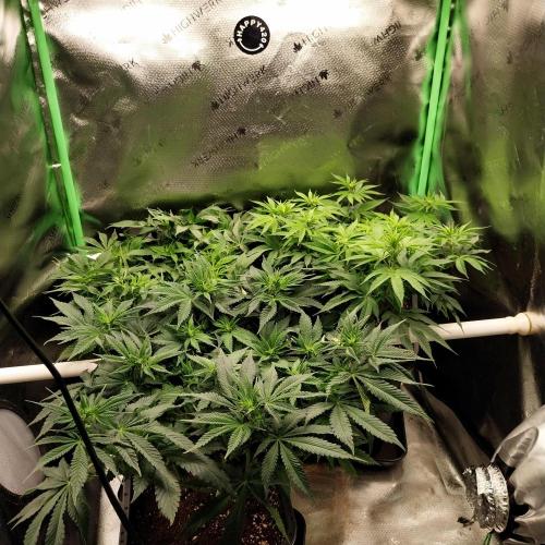 White coconut pie. Week 7