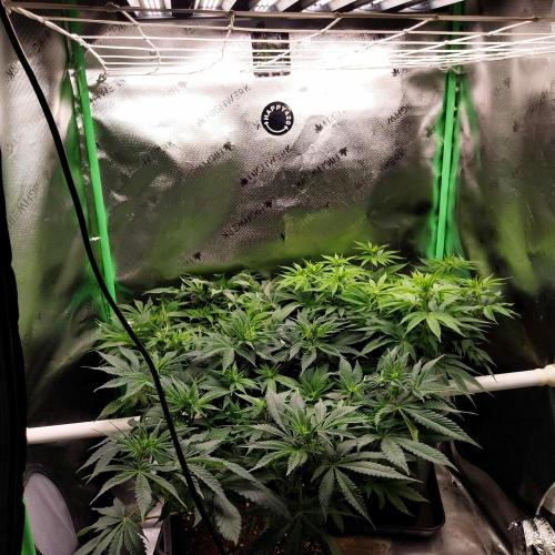 White Coconut Pie. Week 7