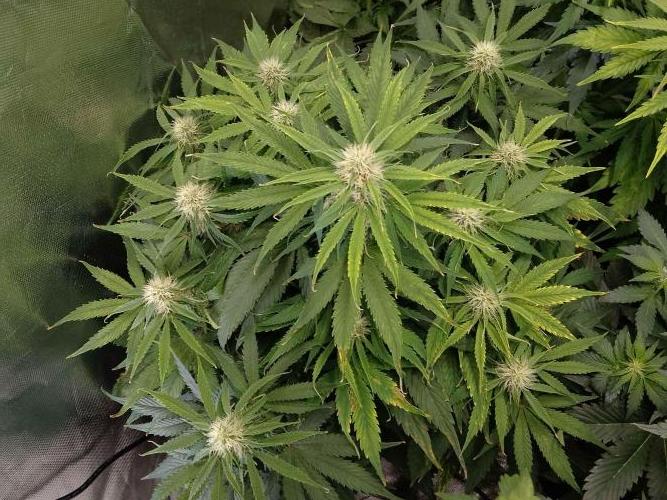 🛸Milky Way F1 RQS🦁. Week 8