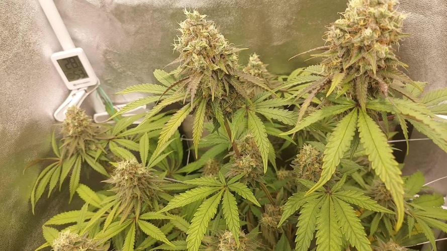 scrog mimosa🍊 x lemon haze🍋 RQS
