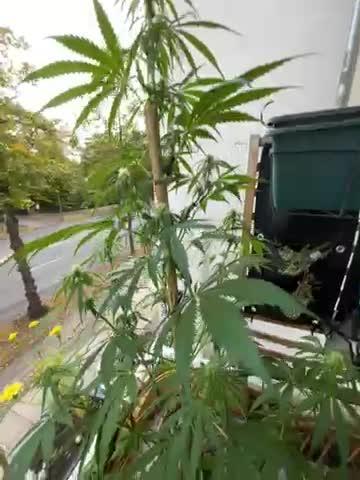 Divine Seeds Auto Fractal #2