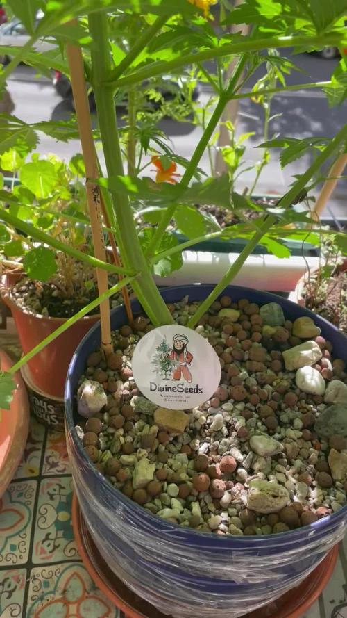 Divine Seeds Auto Black Opium #2