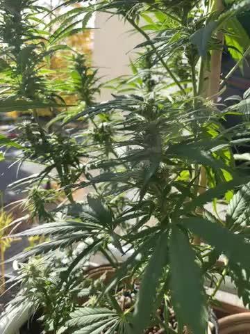 Divine Seeds Auto Fractal #2