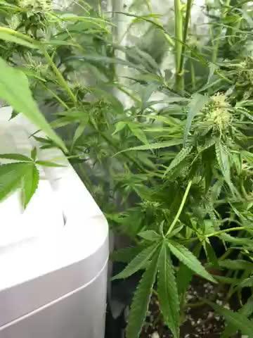 Divine Seeds Auto Black Opium