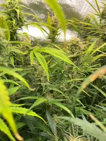 Divine Seeds Auto Fractal