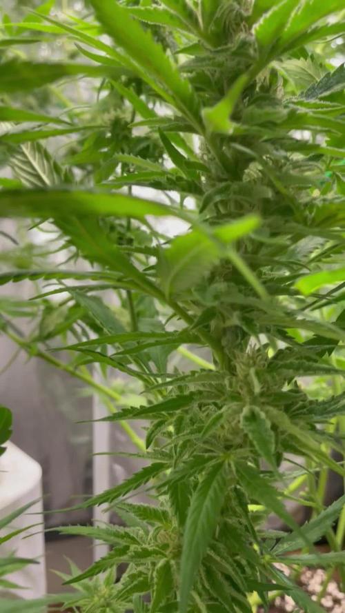 Divine Seeds Auto Fractal #2