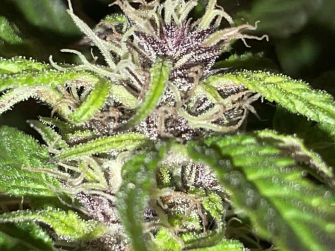 Divine Seeds Auto Black Opium #2. Week 11