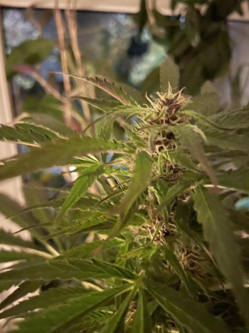 Divine Seeds Auto Black Opium #2. Week 11