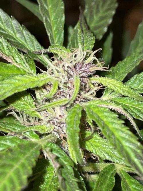 Divine Seeds Auto Black Opium #2. Week 11